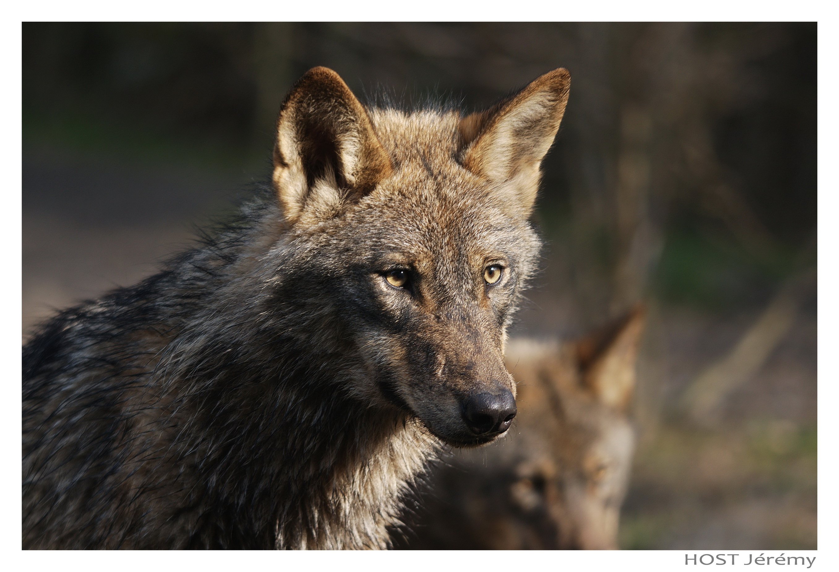 Fonds d'cran Animaux Loups Wolf .8