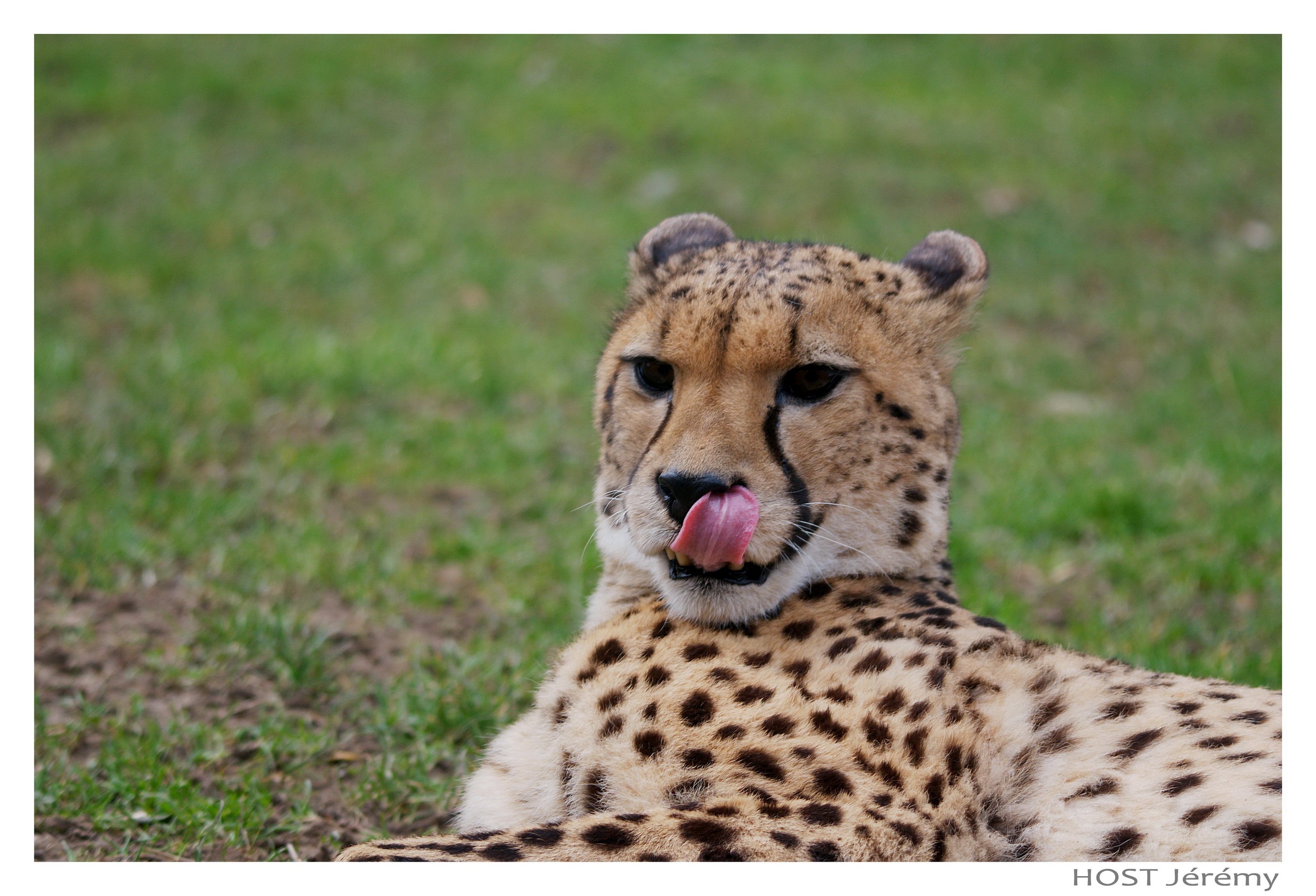 Wallpapers Animals Felines - Cheetahs Gupard .1