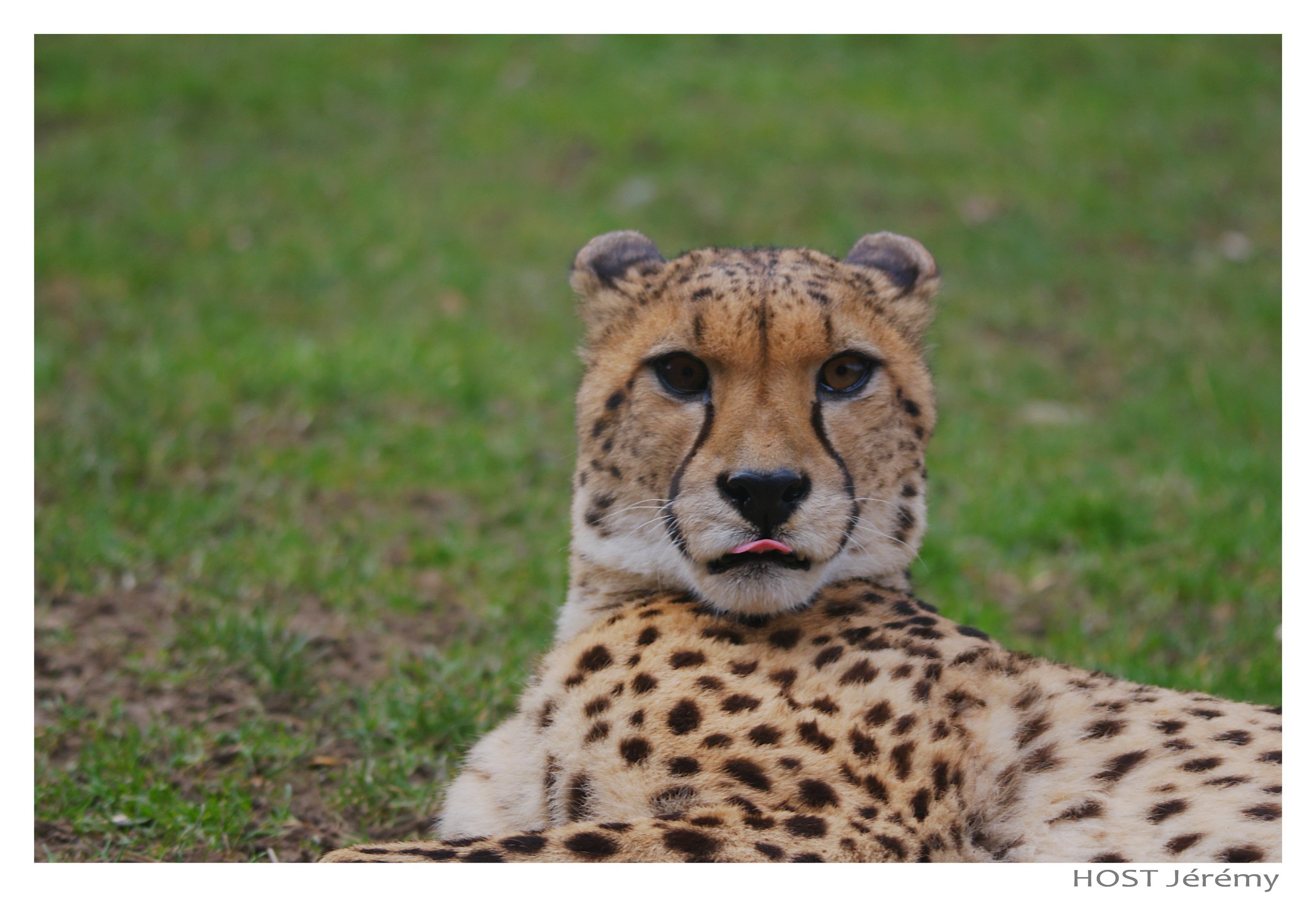 Wallpapers Animals Felines - Cheetahs Gupard .2