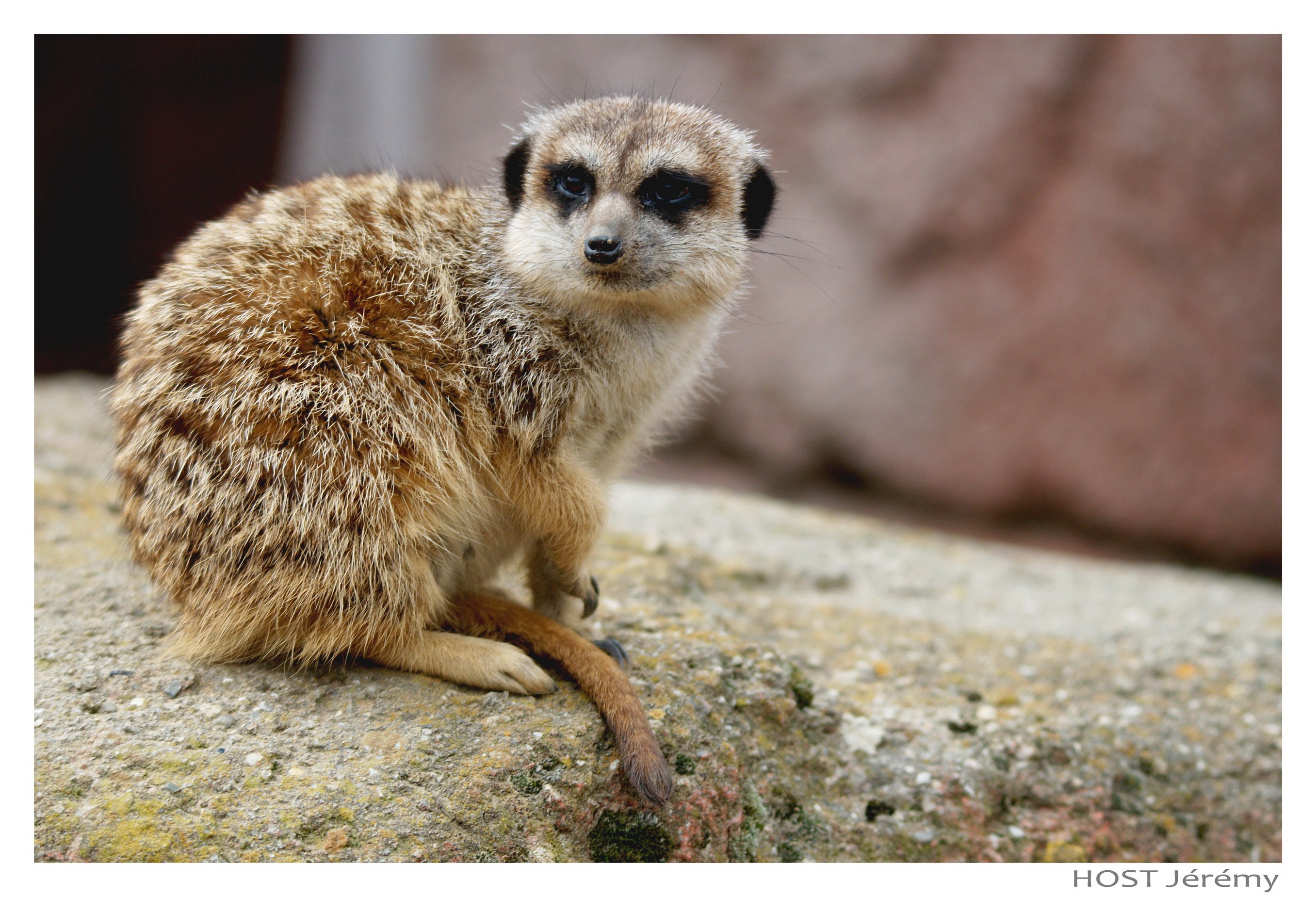 Fonds d'cran Animaux Suricates Stokstaart .1