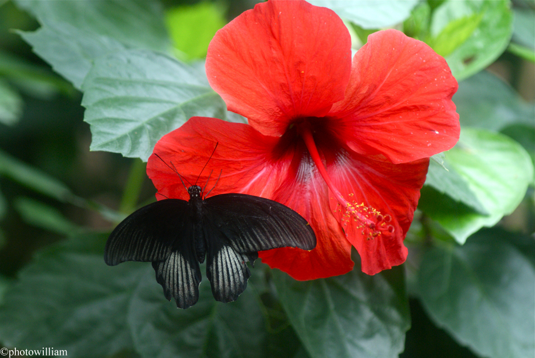 Fonds d'cran Animaux Insectes - Papillons papillon