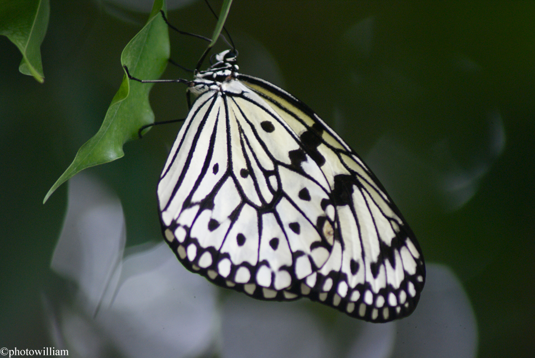 Wallpapers Animals Insects - Butterflies papillon