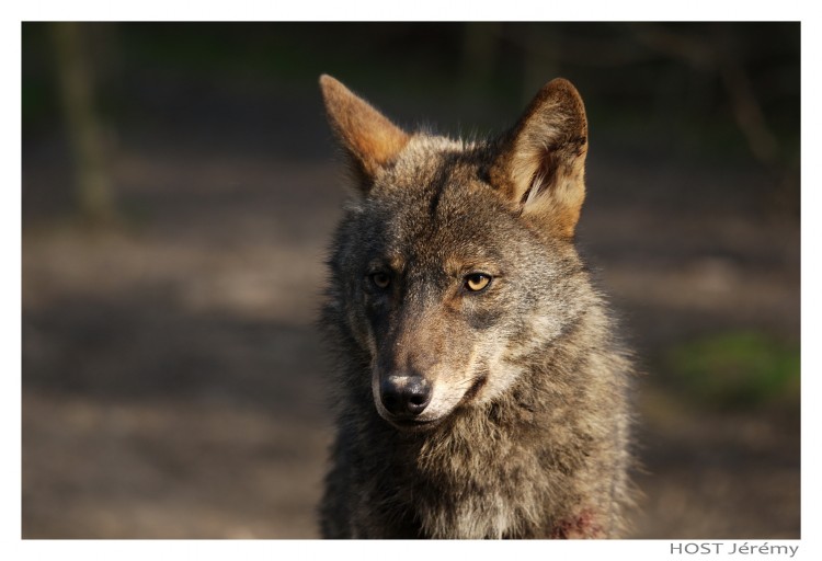 Fonds d'cran Animaux Loups Wolf .7