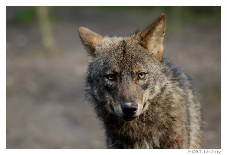 Fonds d'cran Animaux Loups Wolf .9