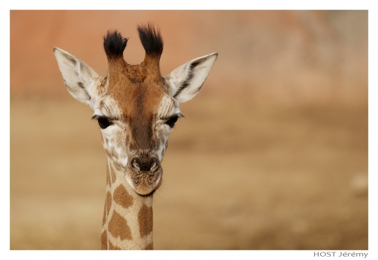 Wallpapers Animals Giraffes Giraffe .1