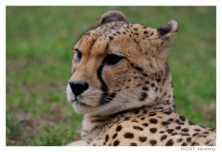 Wallpapers Animals Felines - Cheetahs Gupard .3