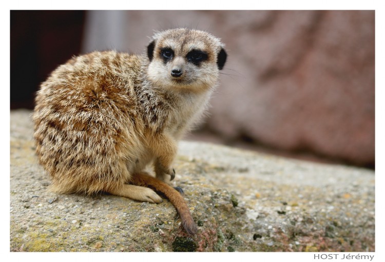 Wallpapers Animals Meerkats Stokstaart .1