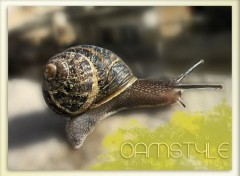 Fonds d'cran Animaux snailstyle