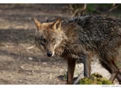 Fonds d'cran Animaux Wolf .6