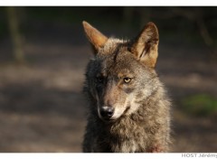 Wallpapers Animals Wolf .7