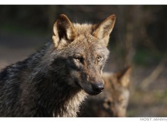 Wallpapers Animals Wolf .8