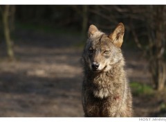 Wallpapers Animals Wolf .10