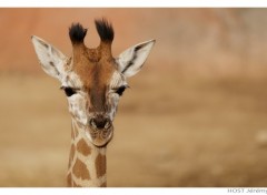 Wallpapers Animals Giraffe .1