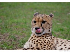 Wallpapers Animals Gupard .1