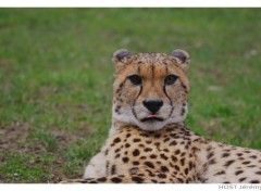 Wallpapers Animals Gupard .2