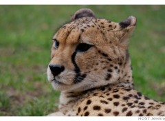 Wallpapers Animals Gupard .3