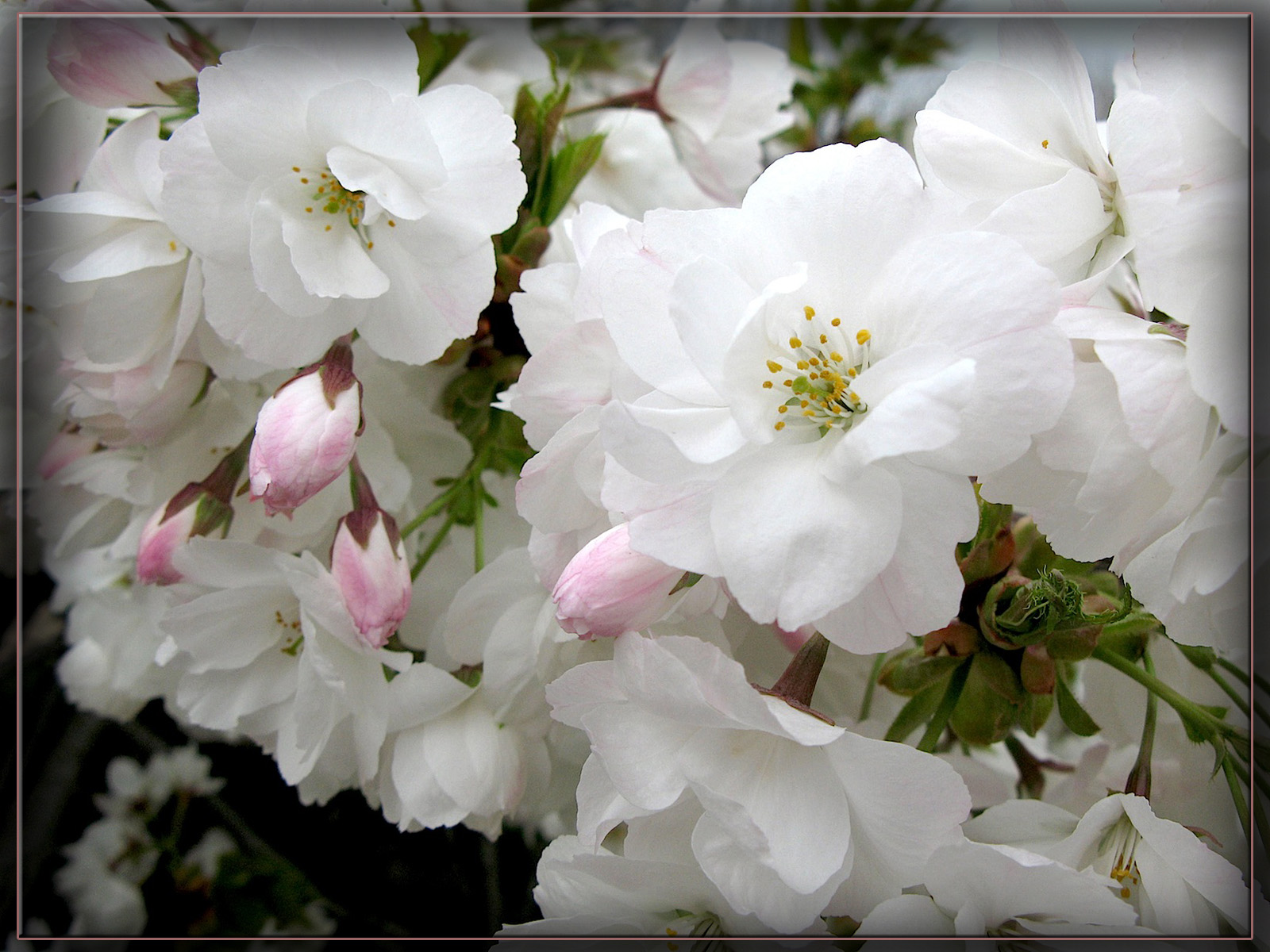 Wallpapers Nature Flowers 