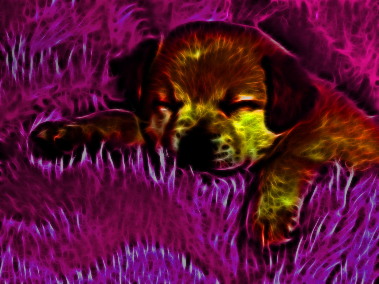 Wallpapers Animals Dogs Endormi sur le fushia