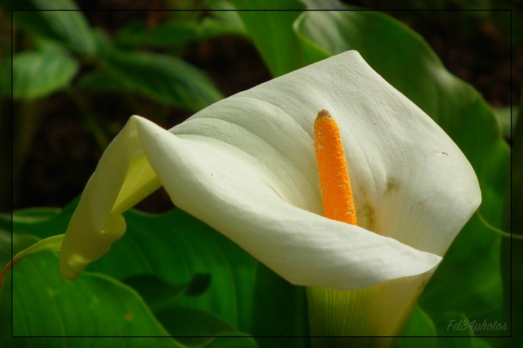 Fonds d'cran Nature Fleurs Arum..