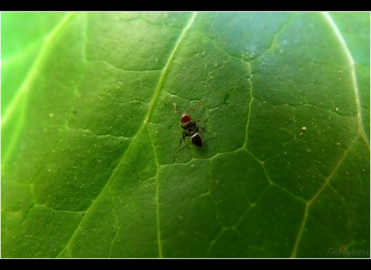 Fonds d'cran Animaux Insectes - Fourmis Wallpaper N277614