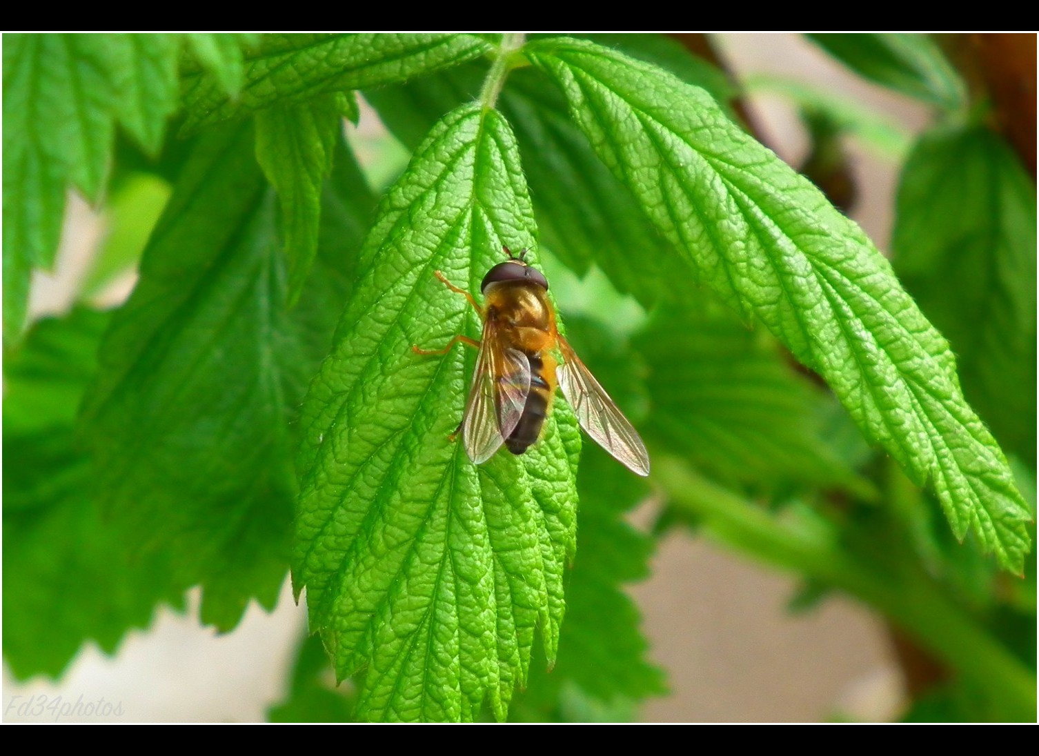 Fonds d'cran Animaux Insectes - Mouches 