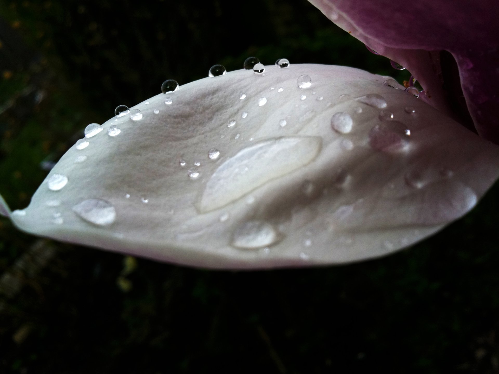 Fonds d'cran Nature Fleurs 