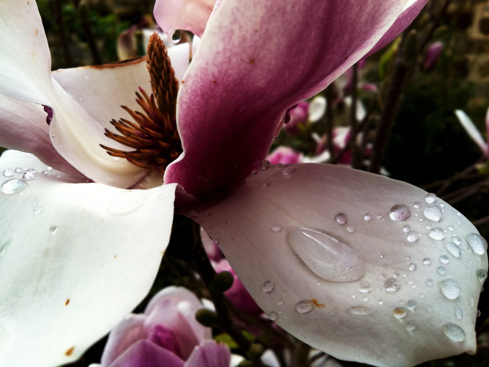 Fonds d'cran Nature Fleurs 