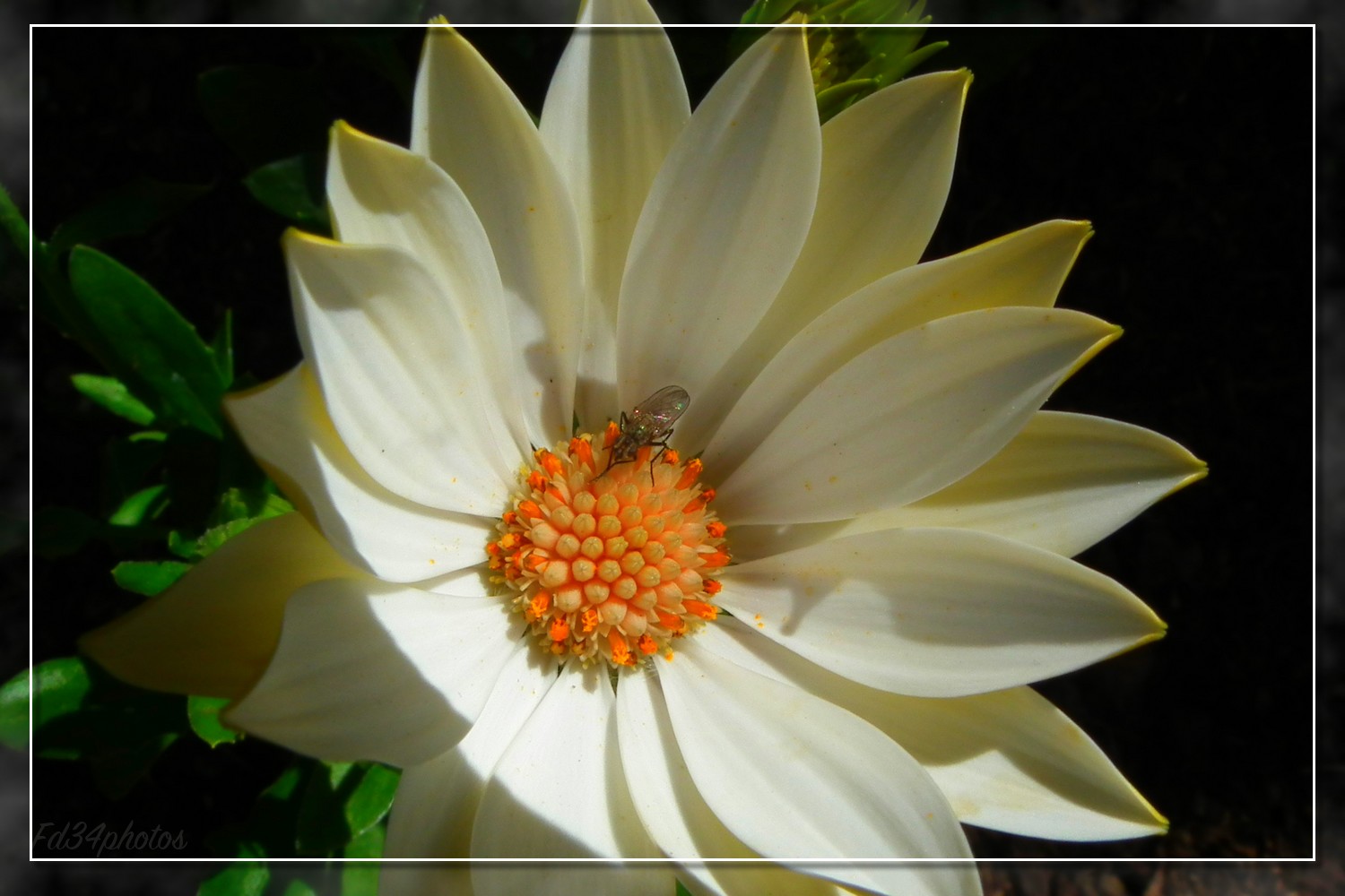 Fonds d'cran Nature Fleurs 