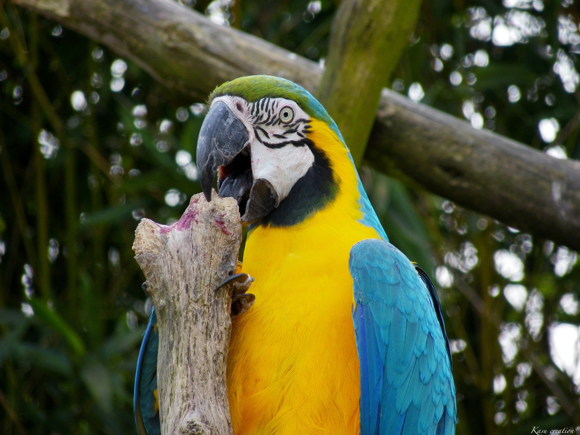 Fonds d'cran Animaux Oiseaux - Perroquets 