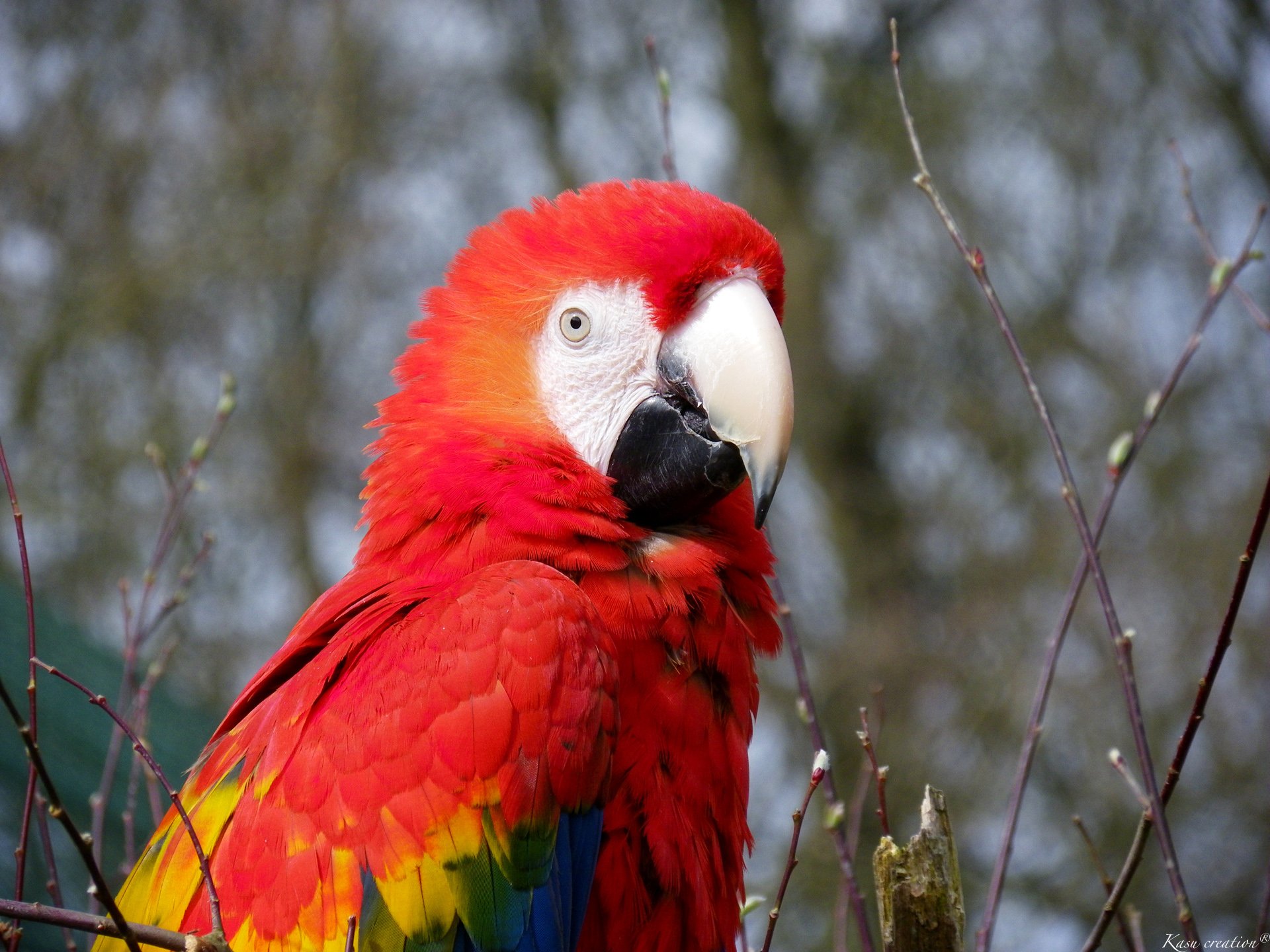 Fonds d'cran Animaux Oiseaux - Perroquets 