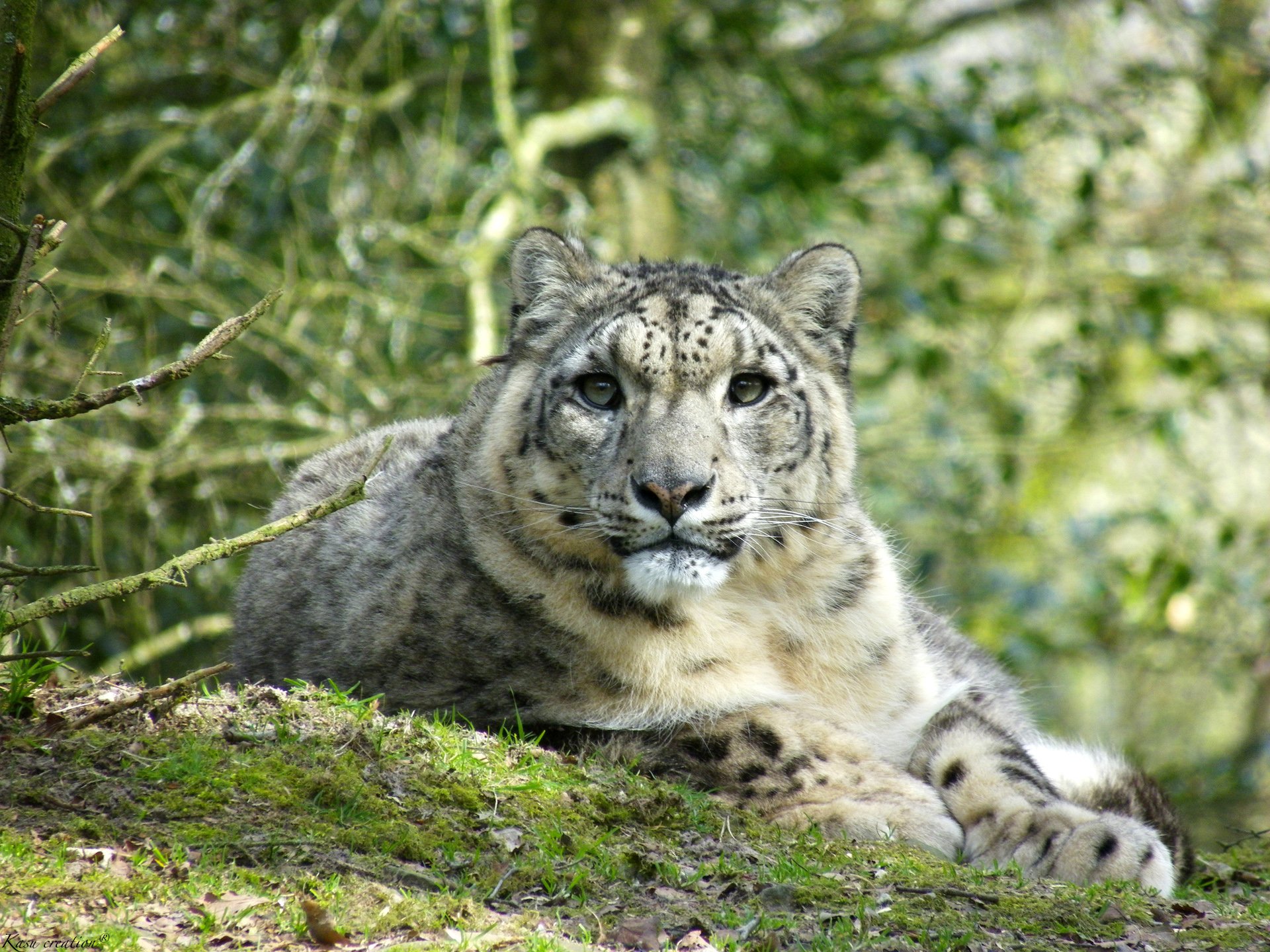 Fonds d'cran Animaux Flins - Panthres des neiges 