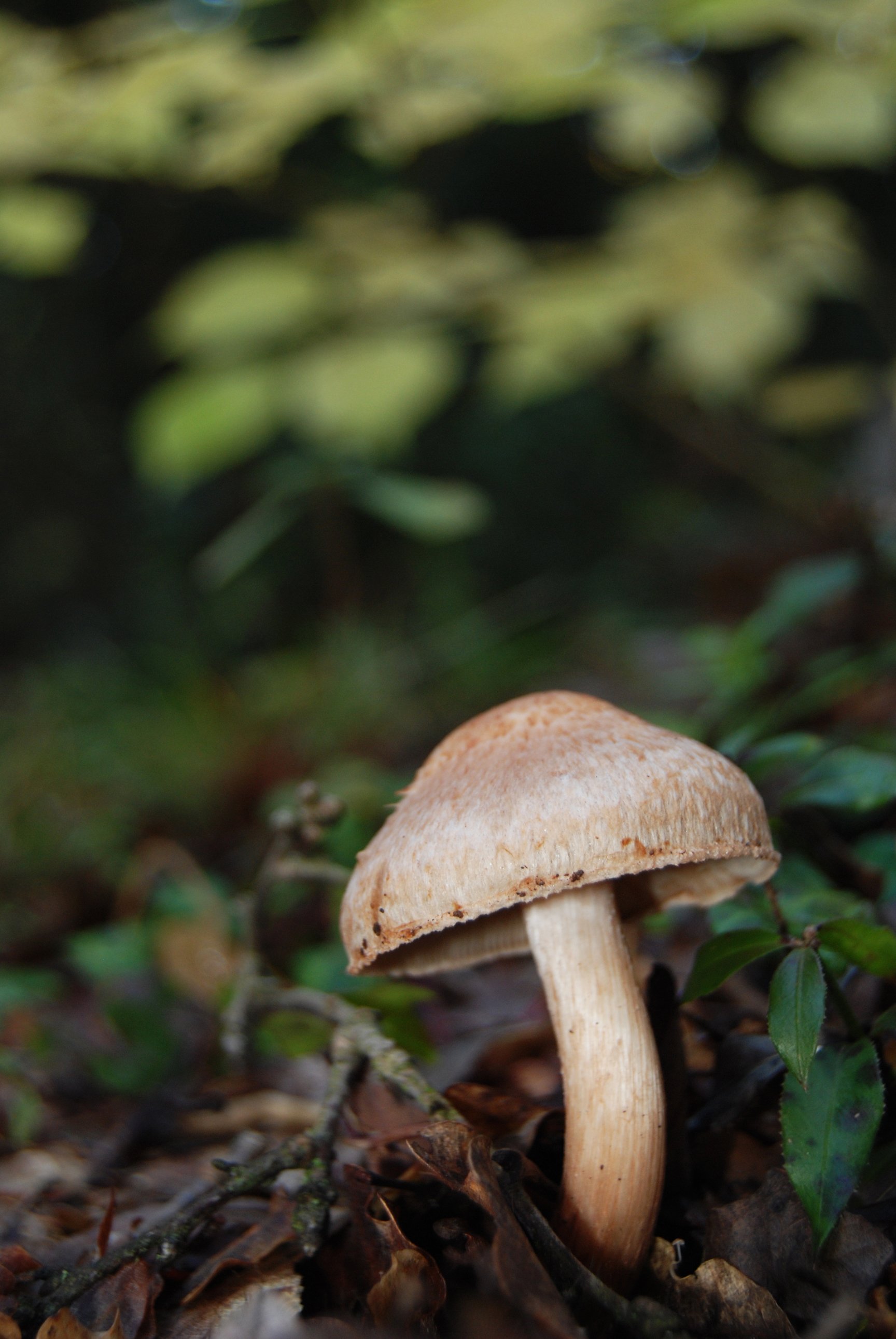 Fonds d'cran Nature Champignons Champignon