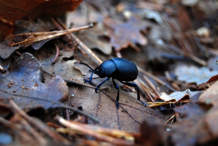 Wallpapers Animals Insects - Beetles Scarabe