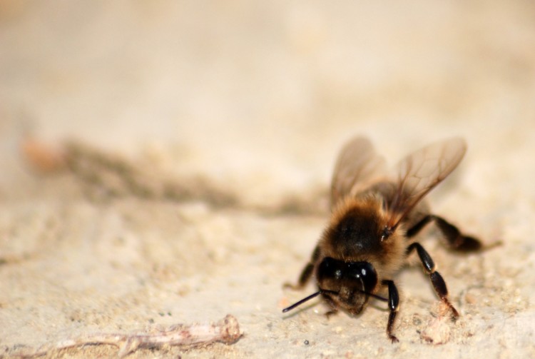 Fonds d'cran Animaux Insectes - Abeilles Gupes ... Abeille