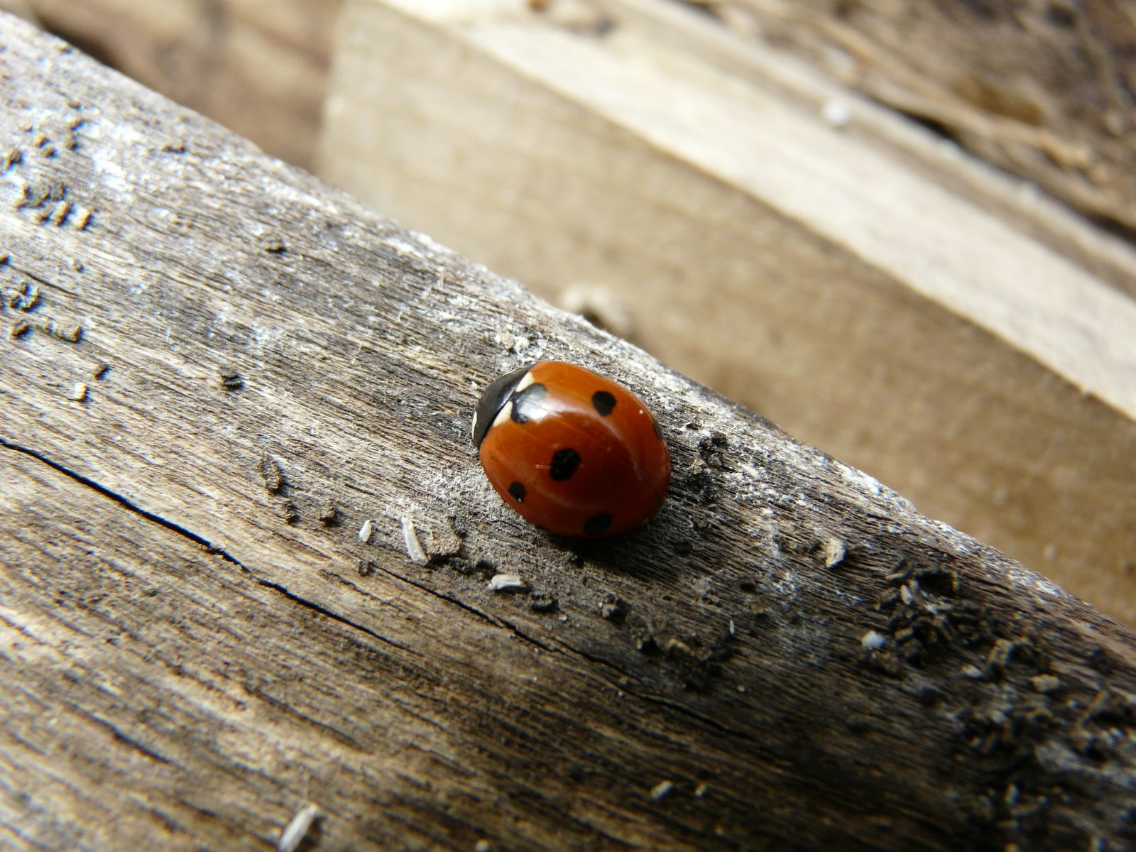 Wallpapers Animals Insects - Ladybugs coccinelle