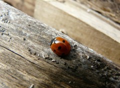 Fonds d'cran Animaux coccinelle