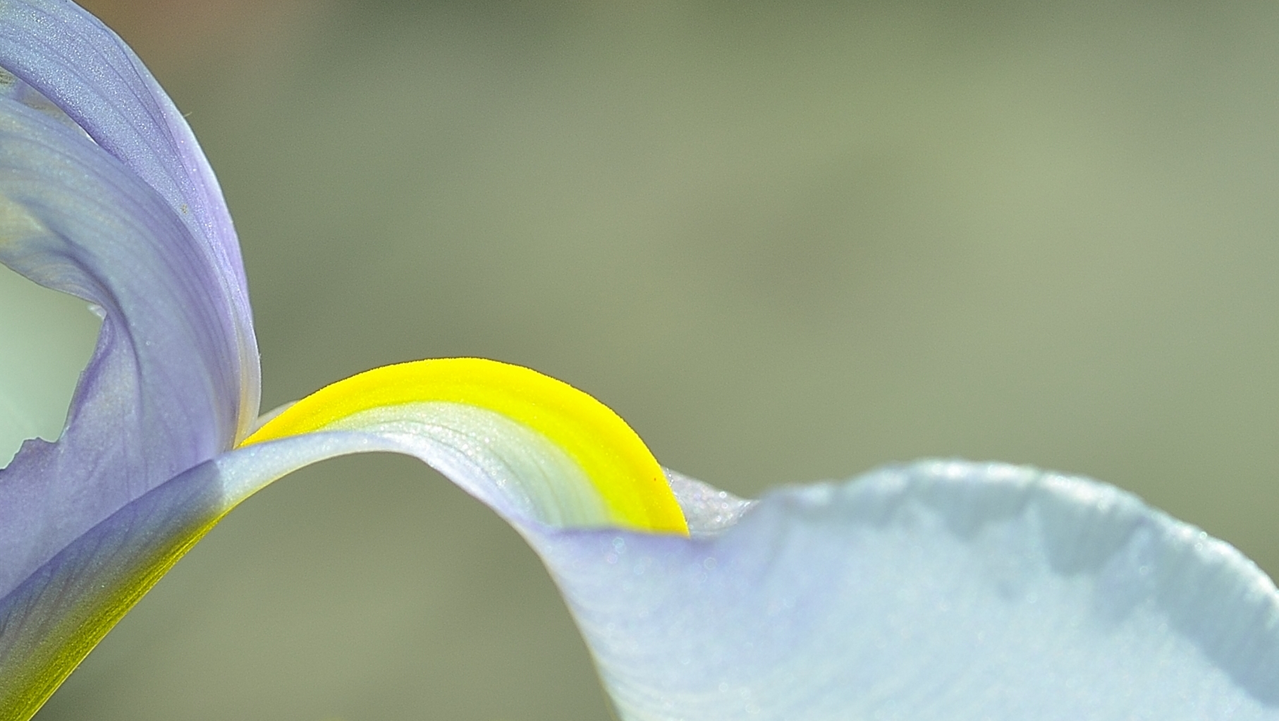 Wallpapers Nature Flowers Soleil et transparence - fleur d'iris