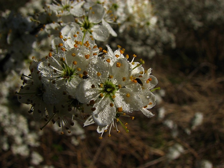 Wallpapers Nature Flowers fleurs d'aubpine avec des perles de rose 