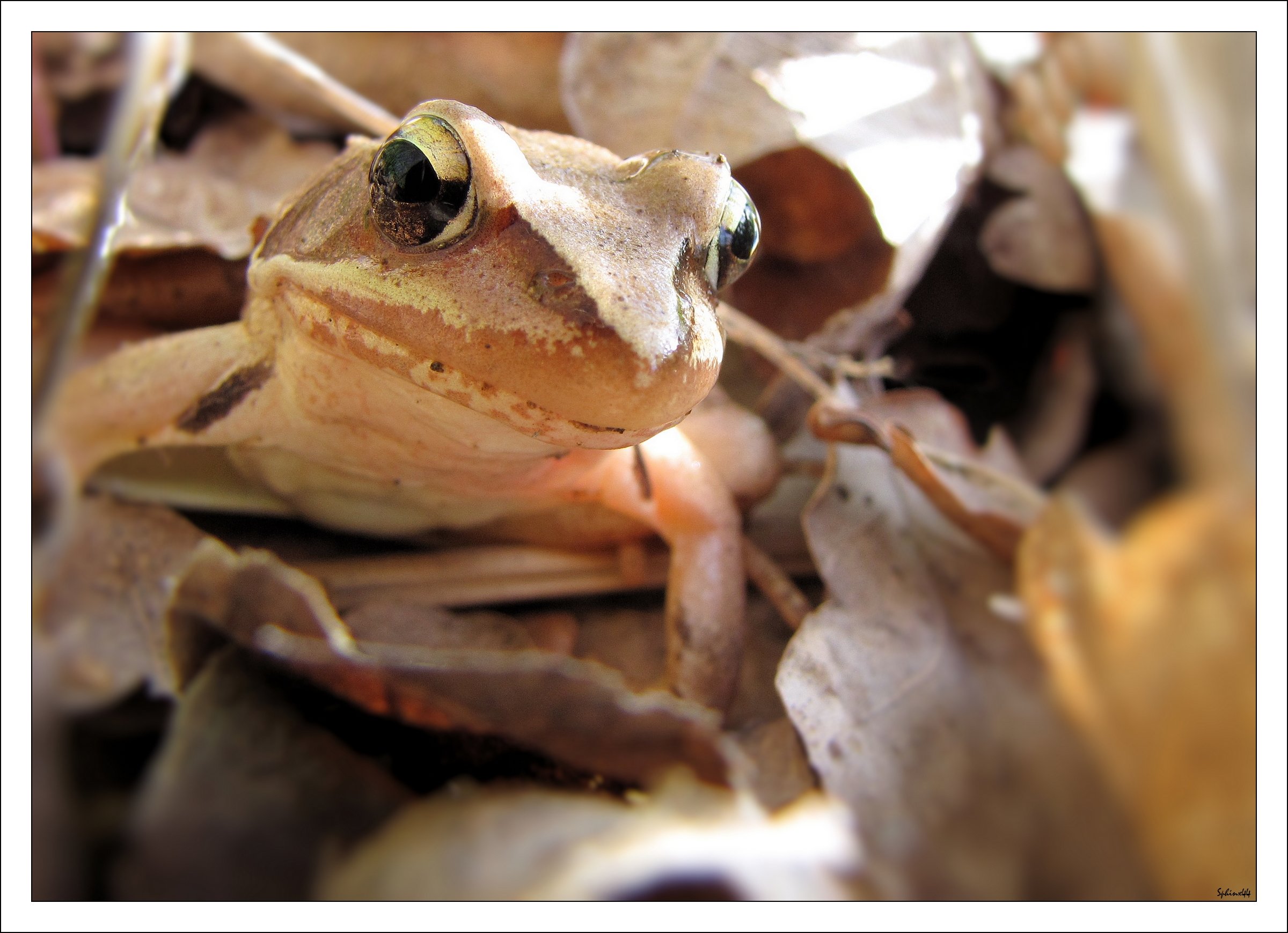 Wallpapers Animals Frogs - Toads La petite Grenouille