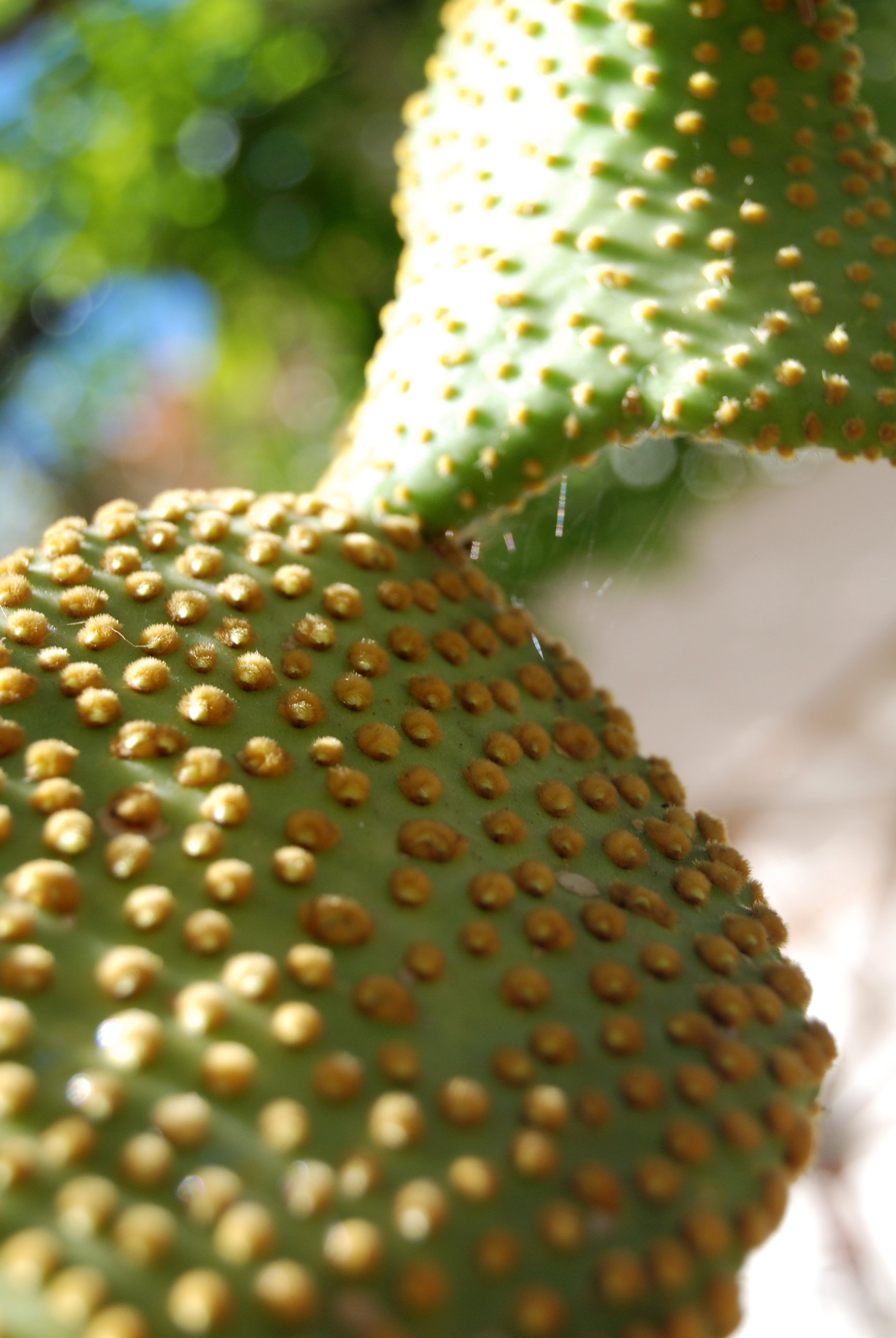 Fonds d'cran Nature Cactus Cactus