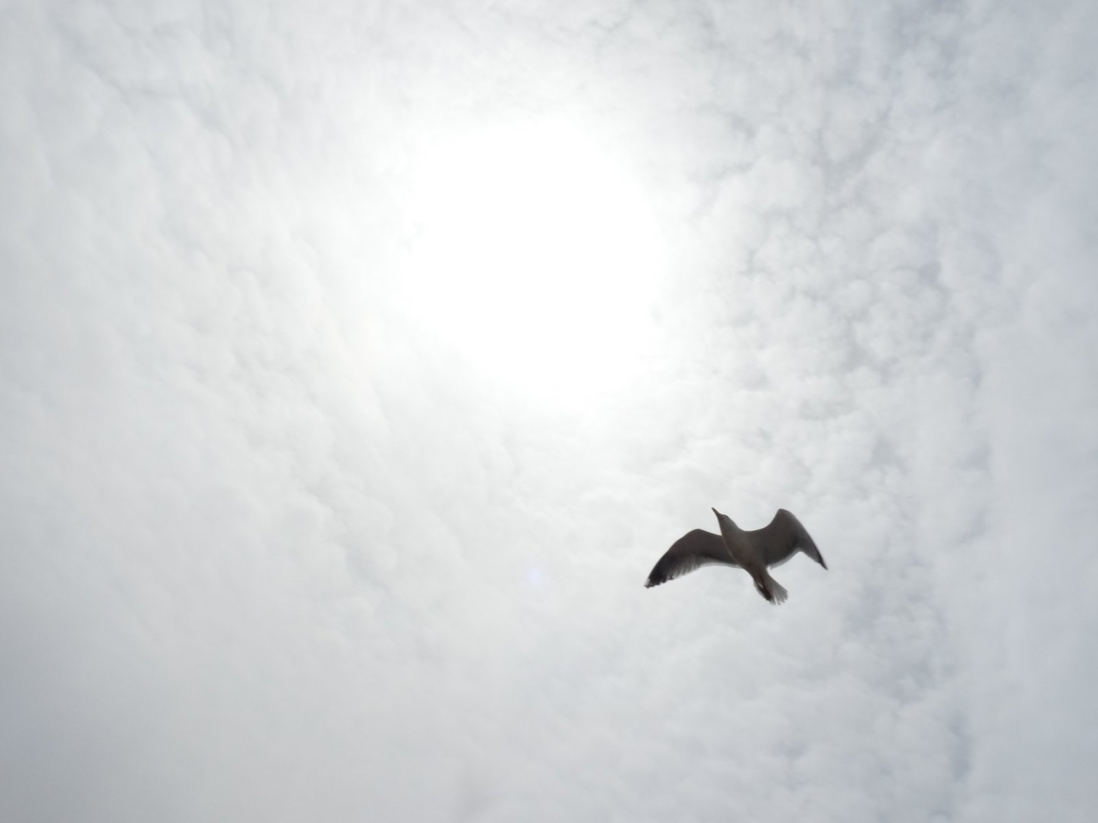 Fonds d'cran Animaux Oiseaux - Mouettes et Golands Mouette au soleil