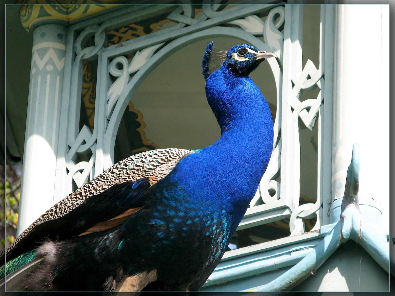 Fonds d'cran Animaux Oiseaux - Paons Matre Paon en son Palais