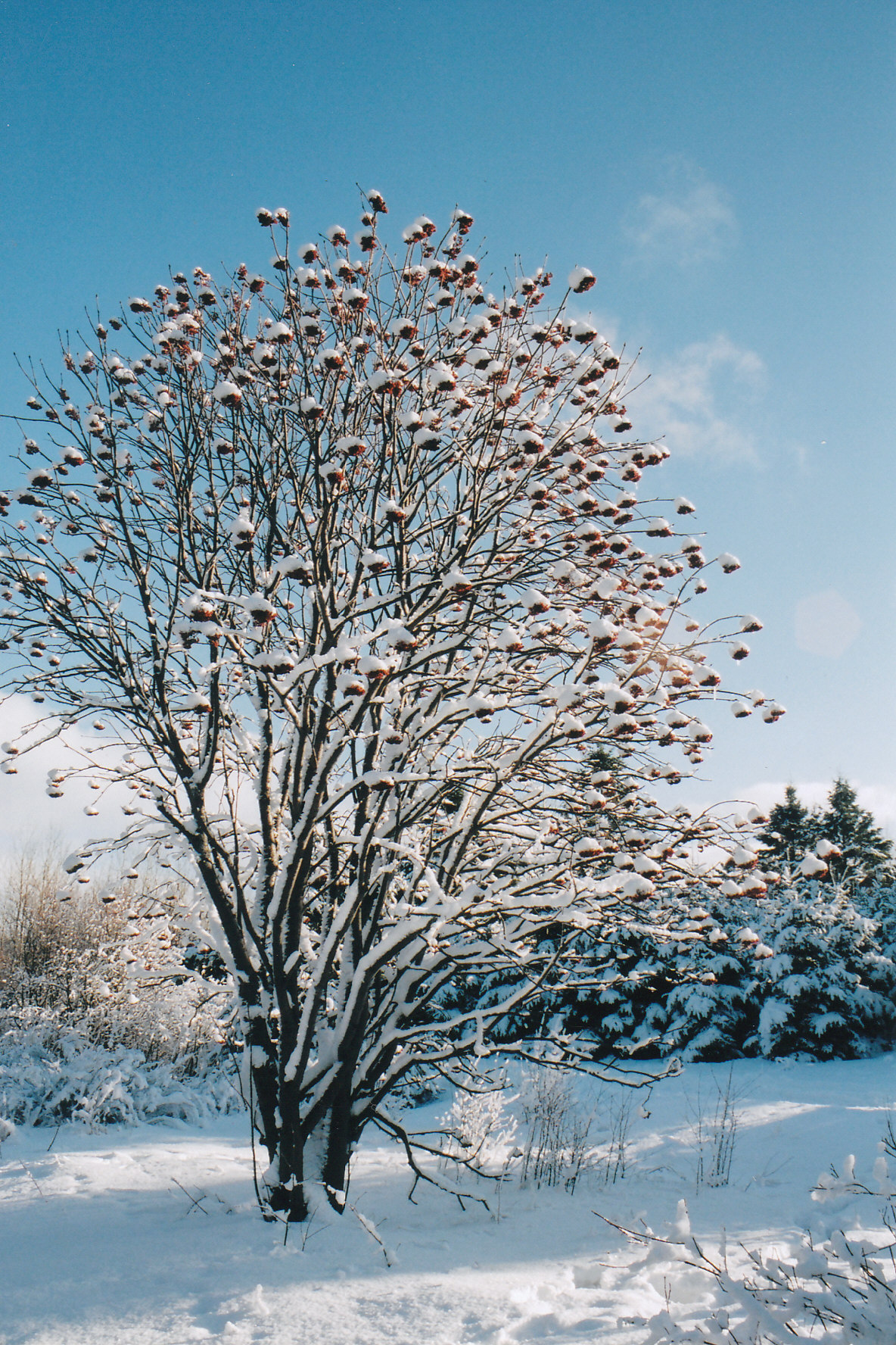 Fonds d'cran Nature Arbres - Forts Neige ouate