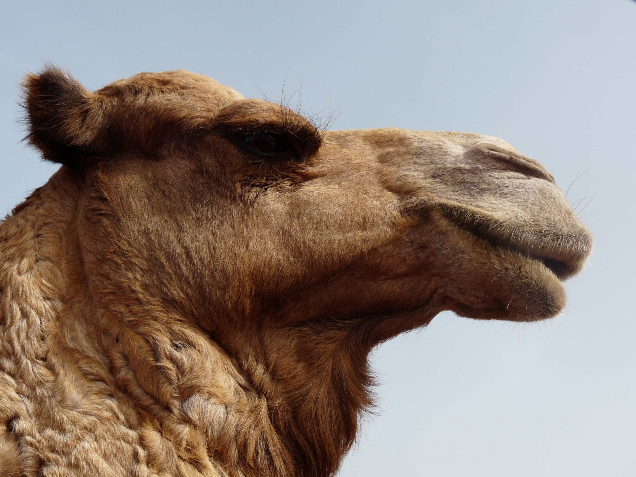 Fonds d'cran Animaux Dromadaires - Chameaux Camel