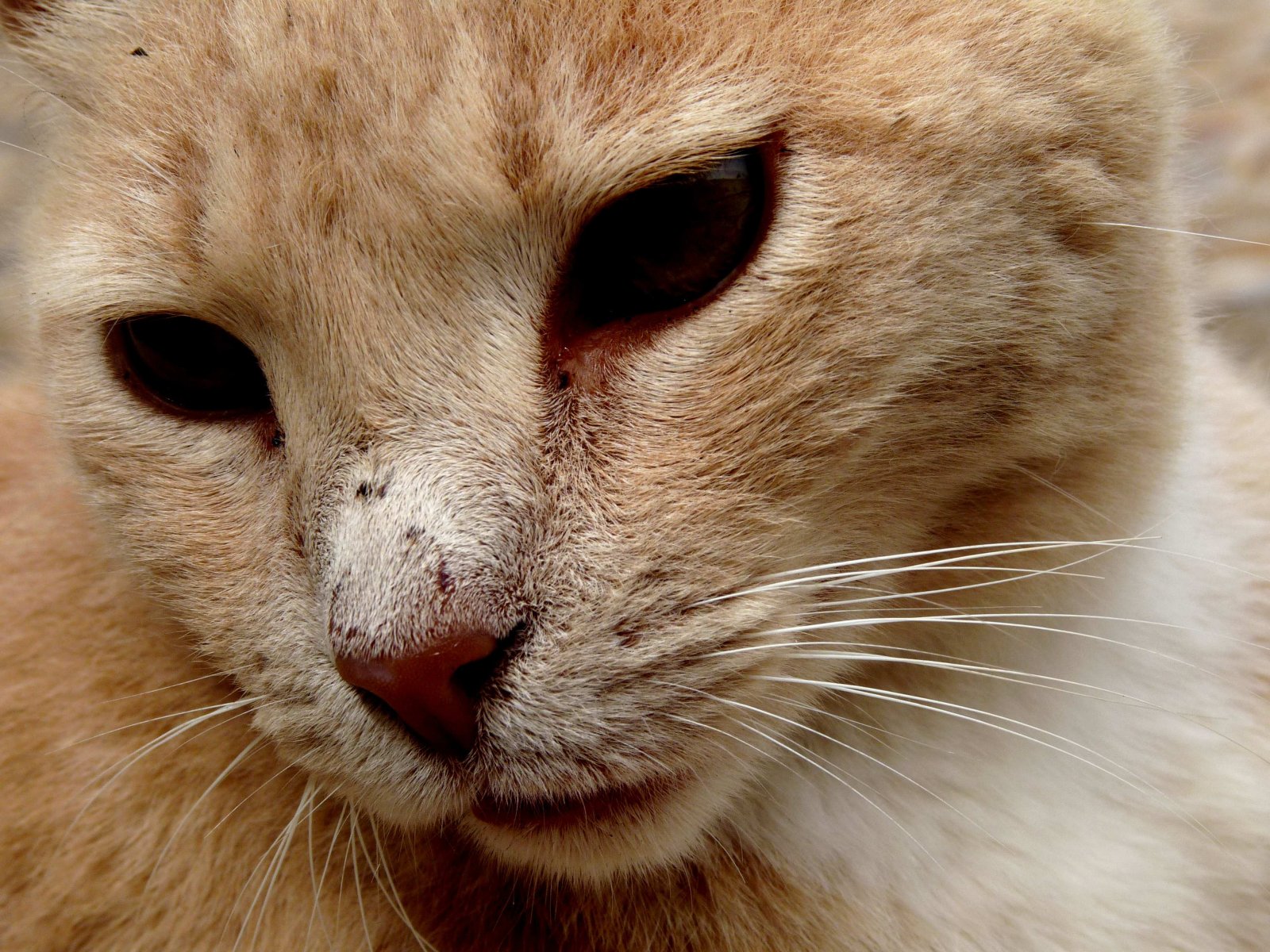 Fonds d'cran Animaux Chats - Chatons Chat au Soleil d' Essaouira