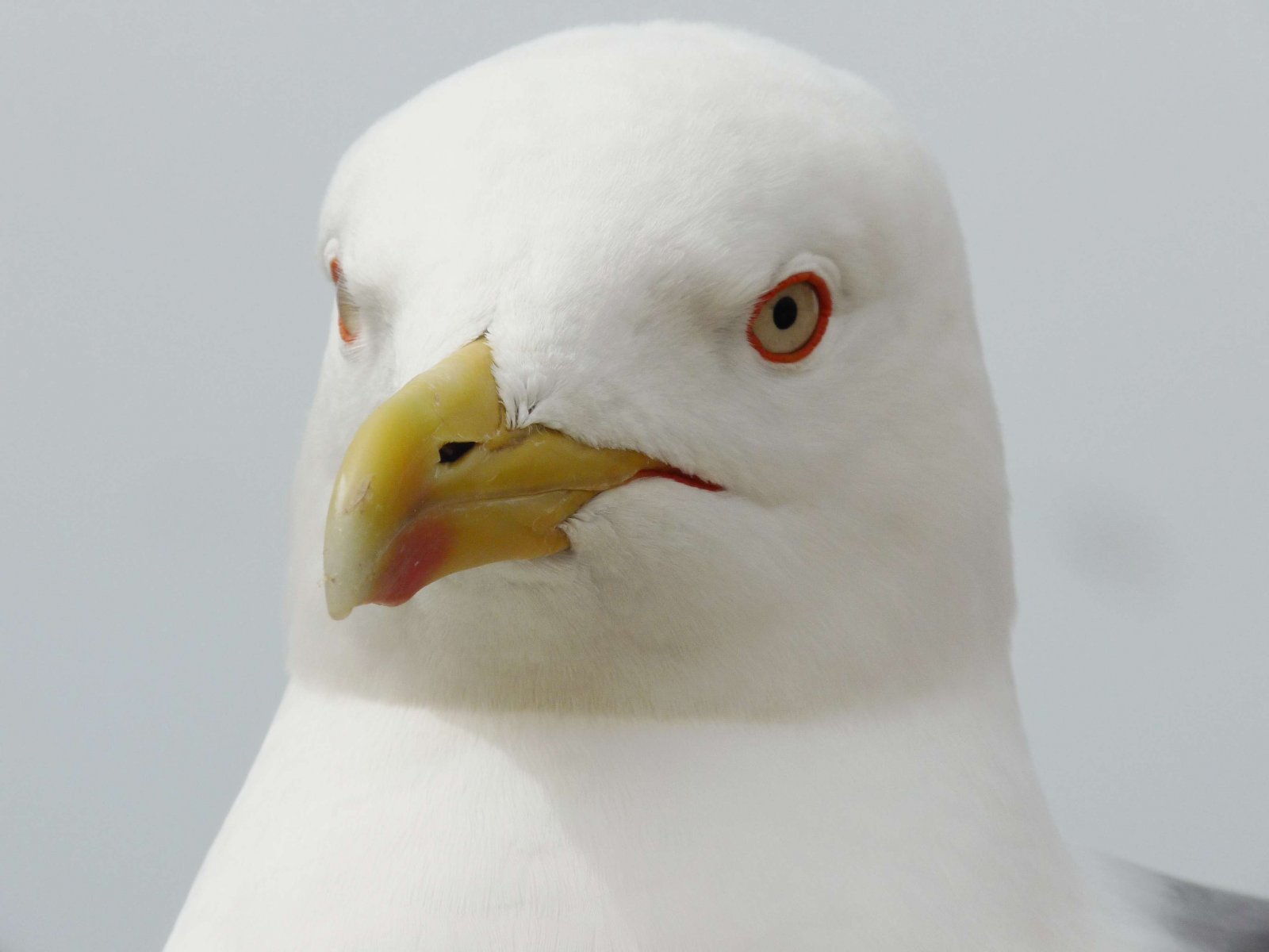 Fonds d'cran Animaux Oiseaux - Mouettes et Golands Tte de mouette.