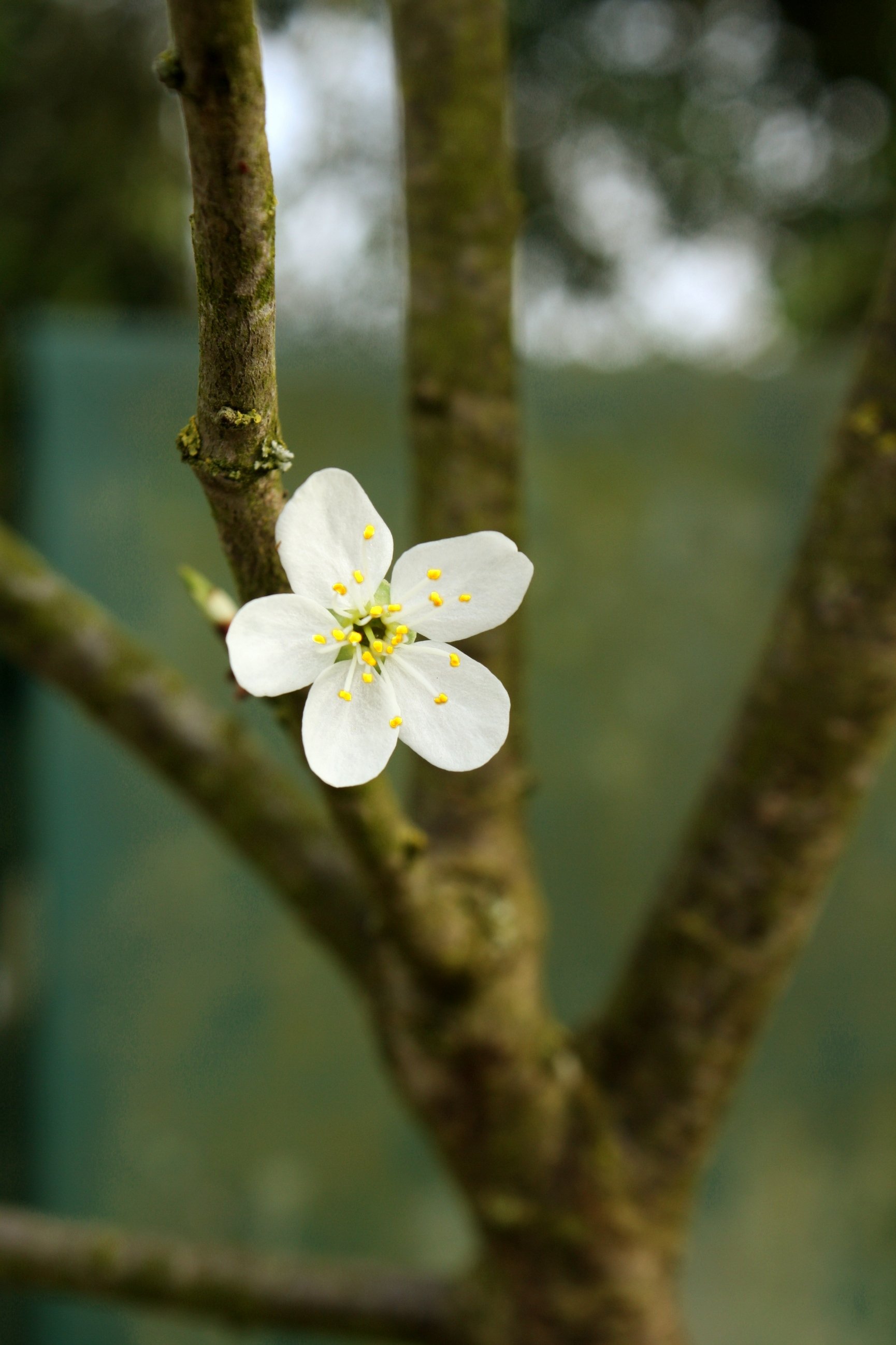 Fonds d'cran Nature Fleurs Printemps