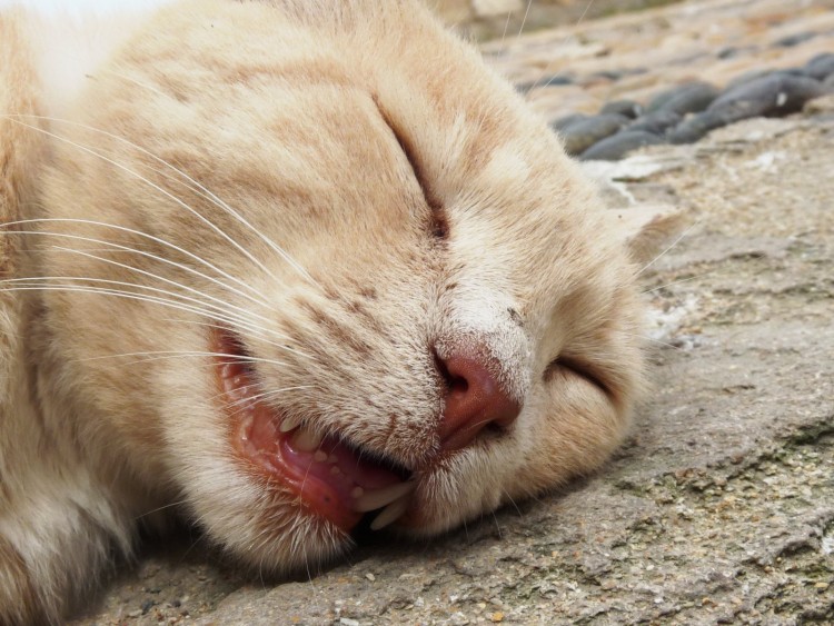 Fonds d'cran Animaux Chats - Chatons Chat au Soleil d' Essaouira