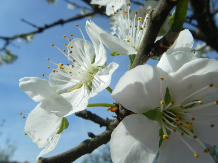 Wallpapers Nature Flowers Devant le ciel bleu