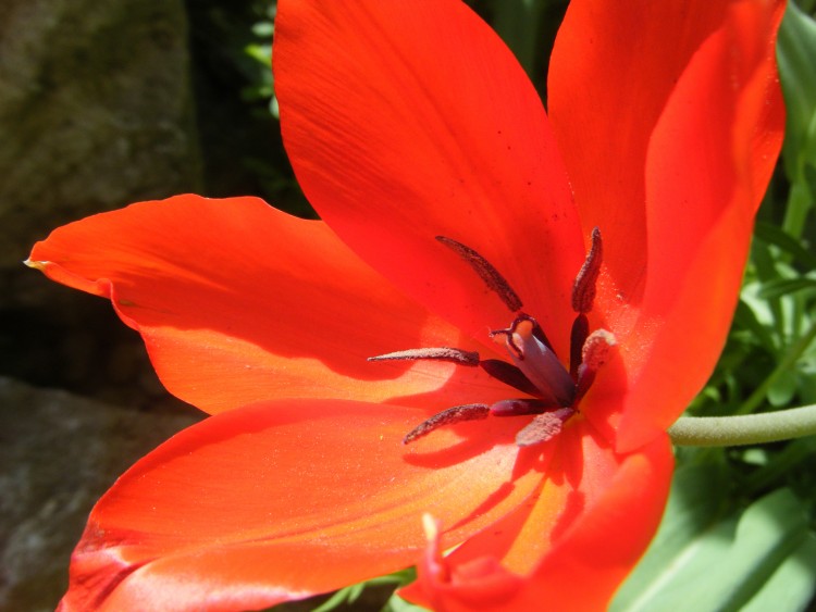 Fonds d'cran Nature Fleurs Fleur rouge